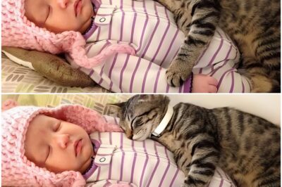 The Cat That Healed a Heart: A Mother’s Desperate Gamble and the Astonishing Truth