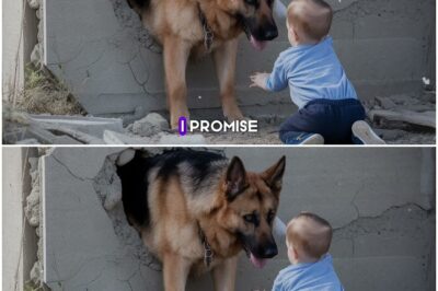 The Miracle of Luna: How a German Shepherd Sealed in a Wall Found a Psychic Child Savior and Exposed a National Cruelty Ring