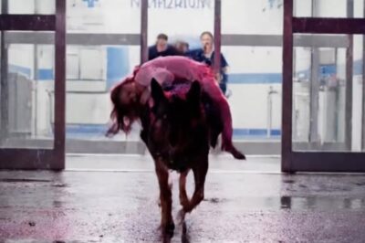 A K9 Carried a Dying Girl Into the ER. The Secret He Was Protecting Left the Entire Hospital in Tears.