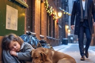 Please don’t take my dog. He’s all I have. I’m not here to take him. Single dad CEO found a little girl and her dog sleeping on trash on Christmas Eve. The truth left him stunned. Snow fell hard that Christmas Eve, covering New York’s cold streets in white silence. But in the alley behind an expensive restaurant beside piles of torn boxes and trash, a little girl was asleep, curled up on the frozen ground, clutching a shivering brown dog to her chest.