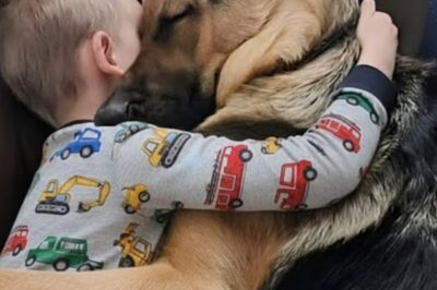 The storm outside rattled the old house, but inside a little boy clung to his dog like the world would disappear without him. “Ethan, get off, buddy. You’ll crush him,” Daniel said sharply. His three-year-old didn’t budge. Instead, Ethan hugged the German Shepherd tighter, pressing his small face into the dog’s thick fur.