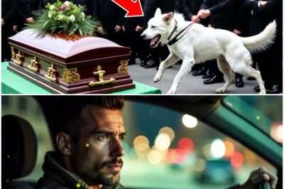 The Empty Coffin: How One German Shepherd’s Desperate Barking Unraveled a 20-Year-Old Military Conspiracy