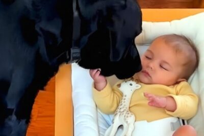 The black dog visits the dying baby in his final moments. And what he did made the whole world cry. A family shared their baby’s fight online so others could relate. In his last moments, everyone gathered in silence, believing the end had come. But then the black dog, who never left his side, did something no one expected.