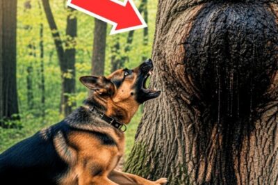 Dog Barked at a Huge Lump on an Old Tree — Police Officer Cut It Open and Froze in Shock