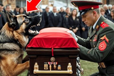 The Dog Kept Barking At The Police’s Coffin. They Opened The Coffin, And Something Unexpected