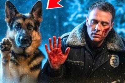 In -60°F, Officer and K9 Beg a Little Girl for Help — What She Did Next Shocked Everyone