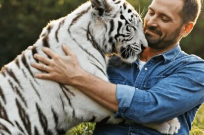 The Unbelievable Embrace: What a Rescued Tiger Did Years Later When Reunited with His Human Savior
