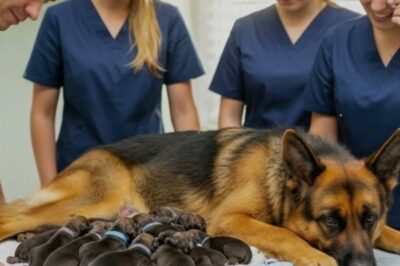 Dog Gives Birth To 15 Puppies—Then The Vet Realizes They’re NOT Dogs At All…