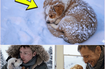 The -20°C Miracle: How One Puppy’s Fight for Life Thawed a Mountain Village