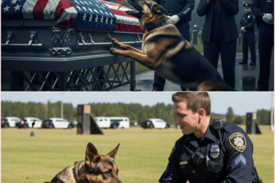 The Unbelievable Howl: How A Loyal K9 Partner Uncovered A Catastrophic Misidentification And Rescued His Officer From A Premature Grave