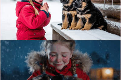 A Little Girl Took In Two Freezing Dogs — The Next Morning, Police Surrounded Her House!