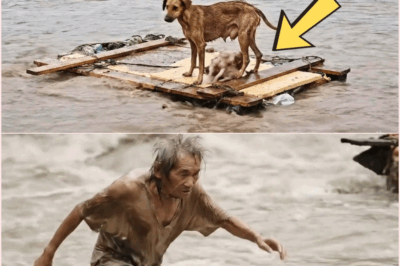 Redemption in the Riptide: How One Man’s Courage Saved a Mother Dog and Healed a Broken Heart