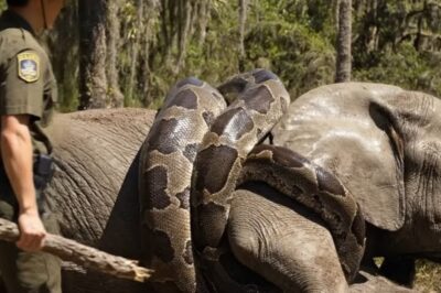 The Python’s Coil and the Calf’s Cry: The Miracle Rescue of Elephant ‘Asha’