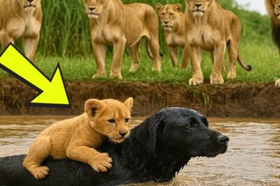 The King’s Silent Bow: How a Common Dog’s Heroic Leap Made a Lion Pride Acknowledge the Universal Power of Kindness