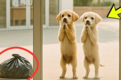 The Plea That Stopped Time: How Two Orphaned Puppies Dragged a Wounded Life Across Miles to Save It