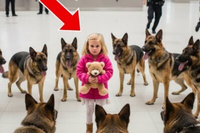 She was just a little girl in a pink jacket standing alone at the airport until 14 police dogs suddenly surrounded her. Passengers screamed, officers froze, and then one dog lunged. What they found next left the entire terminal in stunned silence.