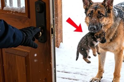 It was a freezing winter morning when Officer Ryan Cooper heard his German Shepherd Max scratching frantically at the back door. Half asleep, he opened it and froze in shock. Max stood in the snow, his fur coated in frost, gently holding something in his mouth. A tiny motionless puppy. Ryan’s heart dropped.