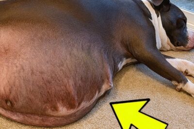 The nurse’s scream shattered the silence as she stared at the ultrasound screen. Doctor, come quick. Dr. Jacob sprinted into the delivery room, expecting a routine birth. But what he saw stopped him cold. The mother dog, Luna, had just given birth. But what came out were not puppies.