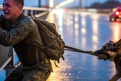 A decorated marine stood on the edge of the bridge, 167 feet above the black water, one second away from letting go. Betrayed by his own brother, his honor stolen, his life savings gone. He was a ghost left with nothing. In his final desperate moment, a nudge, he looked down.