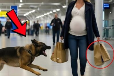 She stood trembling in the airport line, one hand on her pregnant belly when the police dog began barking, louder, desperate, refusing to stop. “Please,” she cried, make him stop. But when the officers learned why he barked, it was already too late. Before we dive into this story, drop a comment below and tell us where you’re watching from.