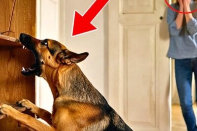 A police dog wouldn’t stop barking at an old wall, but behind that wall lay a secret buried for 50 years. When his handler finally checked behind it, what they discovered stunned the entire town and cracked open a cold case hidden for decades. This changes everything. That week, the police were assisting at an estate sale in one of the oldest homes in town, a Victorian mansion recently inherited by distant relatives of the original owner.