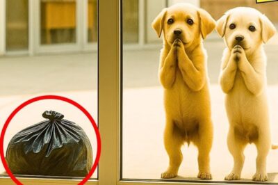 Under the blazing noon sun, two tiny, trembling puppies struggled down a dusty roadside, dragging behind them a heavy black plastic bag nearly twice their size, their paws scraped against the scorching ground, their little bodies shaking with exhaustion. Yet, they refused to stop. Passing cars slowed, glanced, and drove away, unaware that inside that torn bag, something still breathed.