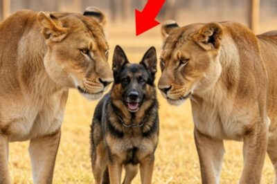 Dog refuses to let baby sleep alone. Parents find out why and call 911 immediately. The barking wouldn’t stop. Every night, right when the baby monitor clicked on and the house went quiet, Rex, their German Shepherd, would rush to the nursery door and scratch frantically, whining, growling, barking like something was terribly wrong.