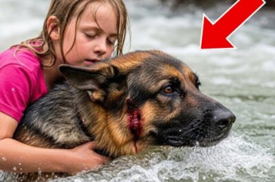 A girl falls into the river and what the dog did left everyone speechless. Before we dive into the story, drop a comment below and tell us where you’re watching from. Enjoy the story. The wind moved lazily through the canyon, stirring golden leaves along the edges of the riverbank as if nature itself were holding its breath.
