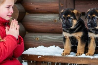 The wind howled across the slopes of Widow’s Peak like something wounded and ancient. Snow blew in angry sheets against the tall pines, rattling the gutters on the Langston family’s cabin. 6-year-old Sadi Langston stood at the living room window, her nose pressed to the cold glass, watching as the last glow of daylight vanished behind the storm.