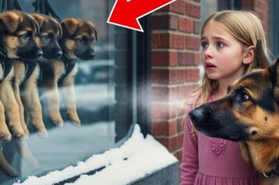 The sun hung low over Cedar Ridge, casting golden light across the sidewalks like spilled honey. It was one of those late autumn afternoons when the breeze carried the crisp scent of leaves and chimney smoke, and even the stray dogs seemed to walk slower.