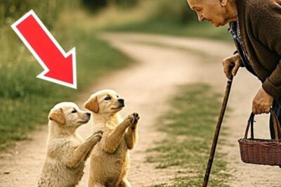 It was a quiet morning in a small village when something unexpected happened. An elderly woman named Martha was walking home from the market when two tiny puppies appeared on the dusty path. Their fur was muddy, their eyes full of desperation, and their little paws pressed together as if begging for something.