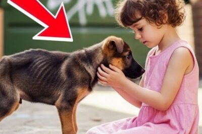 It was a cold evening when a little girl named Lily stopped in her tracks. There, beside a garbage bin, lay a weak, trembling puppy, his ribs showing, his eyes pleading for help. Most people walked past without a glance. But not Lily. She knelt down, her little hands trembling as she reached out to the fragile creature, her heart wouldn’t let her leave.