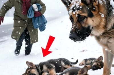 It was a cold evening when a little girl named Lily stopped in her tracks. There, beside a garbage bin, lay a weak, trembling puppy, his ribs showing, his eyes pleading for help. Most people walked past without a glance. But not Lily. She knelt down, her little hands trembling as she reached out to the fragile creature, her heart wouldn’t let her leave.