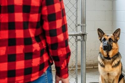 It was supposed to be just another visit to the local animal shelter. But when a man in a red plaid shirt stopped in front of one kennel, everything went silent. The German Shepherd inside didn’t bark. He froze. Then, to everyone’s shock, tears welled in his eyes, and a soft, broken whimper escaped his throat. The man’s face went pale.
