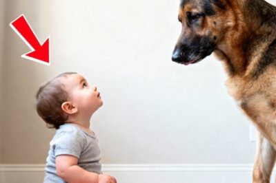 The frozen ground tore at Ethan Carter’s bare hands as he clawed through 2 feet of Colorado snow. His flashlight beam cut wild arcs through the December blizzard, illuminating nothing but white emptiness and his own ragged breath condensing in the -15° air. 37 minutes. His 14-month-old daughter had been missing for 37 minutes. Lily.