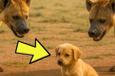 In the heart of the African savannah, a tiny golden puppy wandered alone, nose to the ground, unaware of the danger creeping closer. From the tall grass emerged dark shapes, hyenas, their eerie laughter rising like a warning. The circle titan, teeth flashing in the sun. Just when it seemed too late, an unexpected hero thundered across the plane.