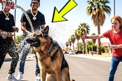 The street was filled with laughter, the cruel kind. A group of teenagers surrounded a calm German Shepherd, filming on their phones. One twisted open a bottle of Coca-Cola, shouting, “Let’s make him famous.” The soda splashed over the dog’s head as the others howled with laughter. But the dog didn’t move.